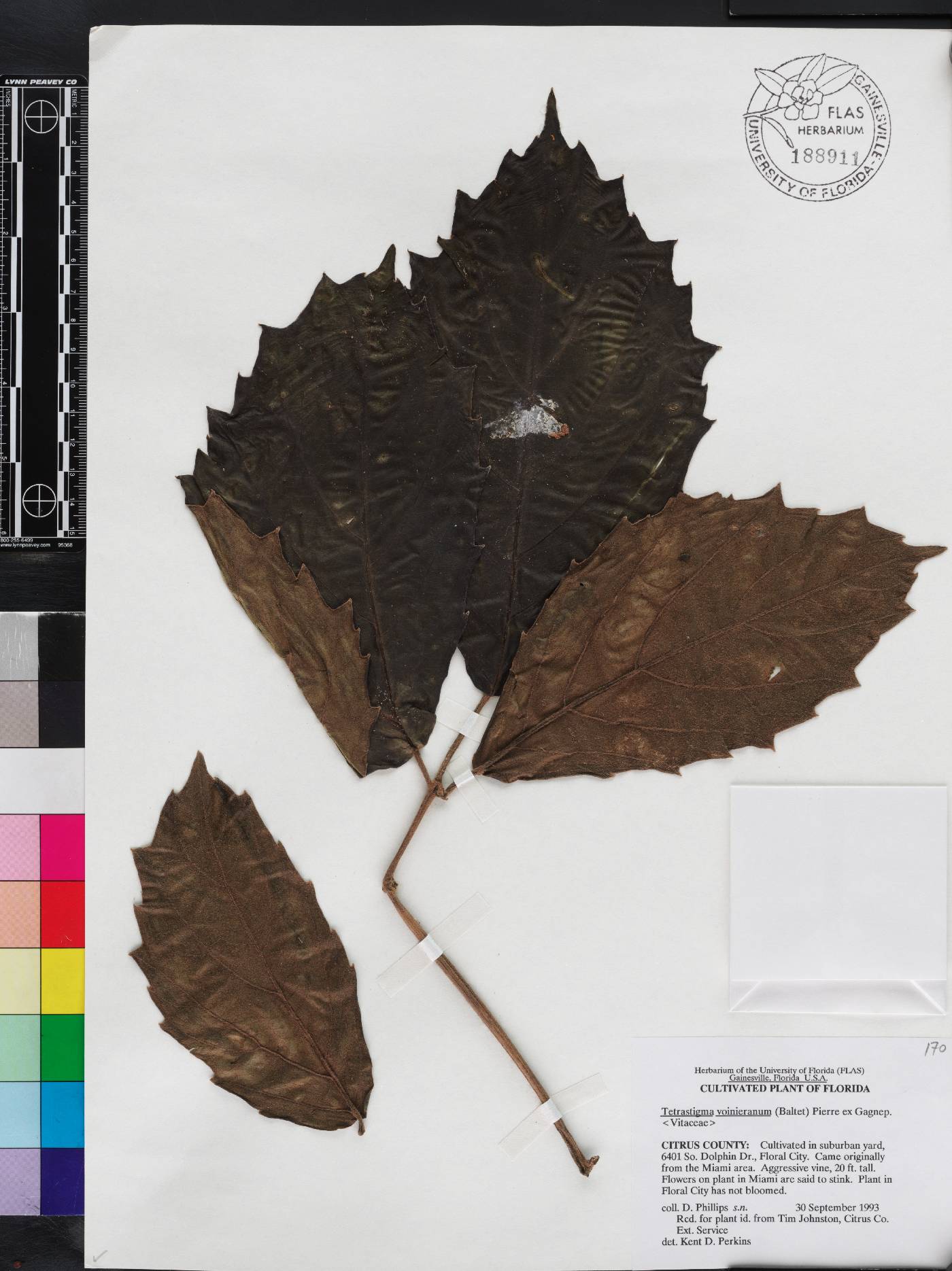 Tetrastigma voinieranum image