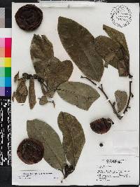 Diospyros nigra image