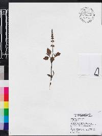 Clerodendranthus spicatus image