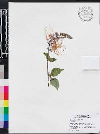 Clerodendranthus spicatus image