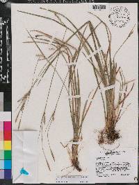 Carex striatula image