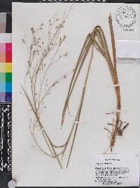 Panicum olyroides image