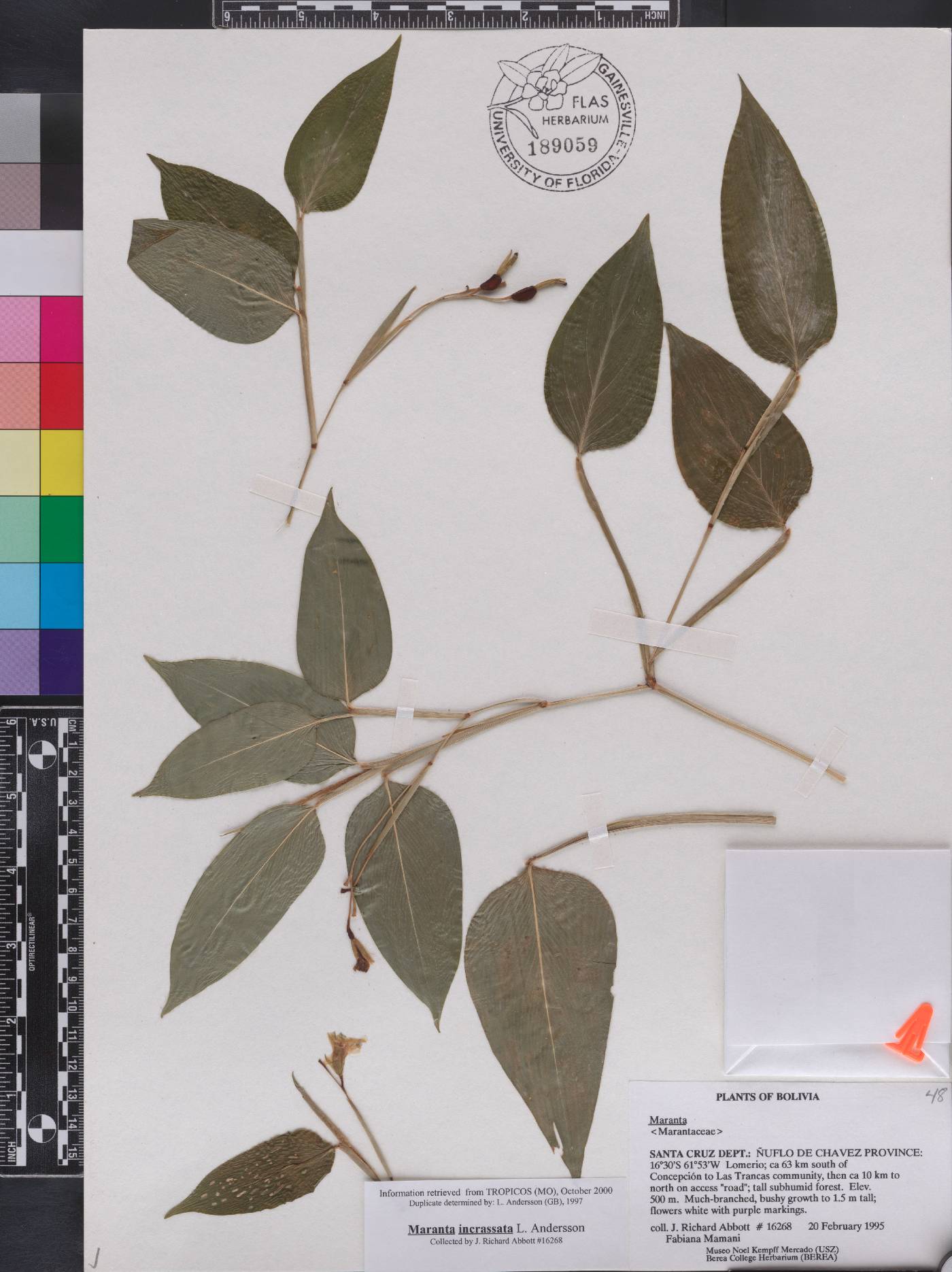 Maranta incrassata image