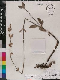 Froelichia procera image
