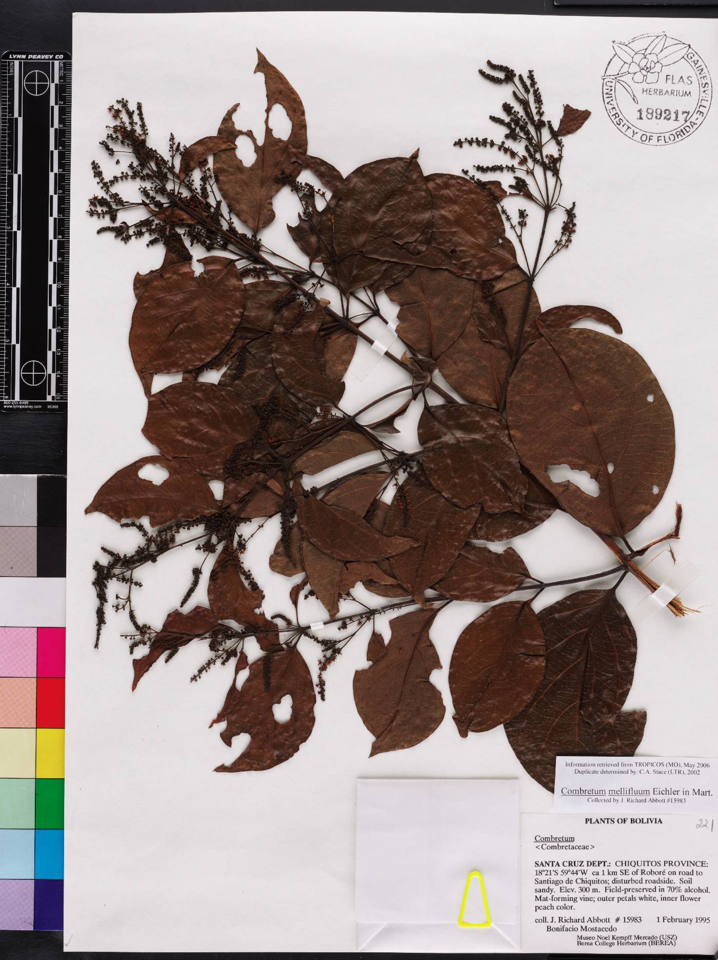 Combretum mellifluum image