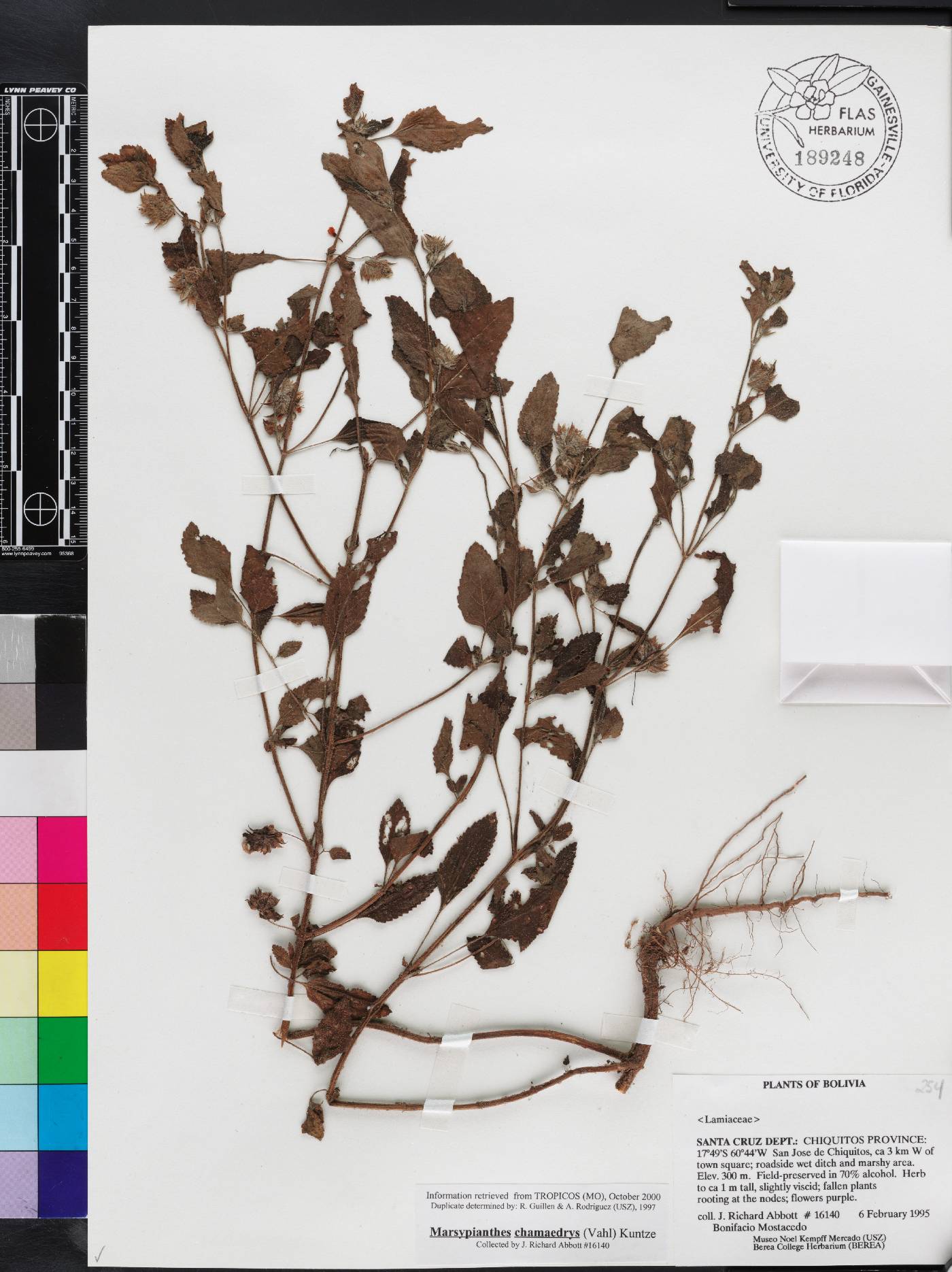 Marsypianthes chamaedrys image