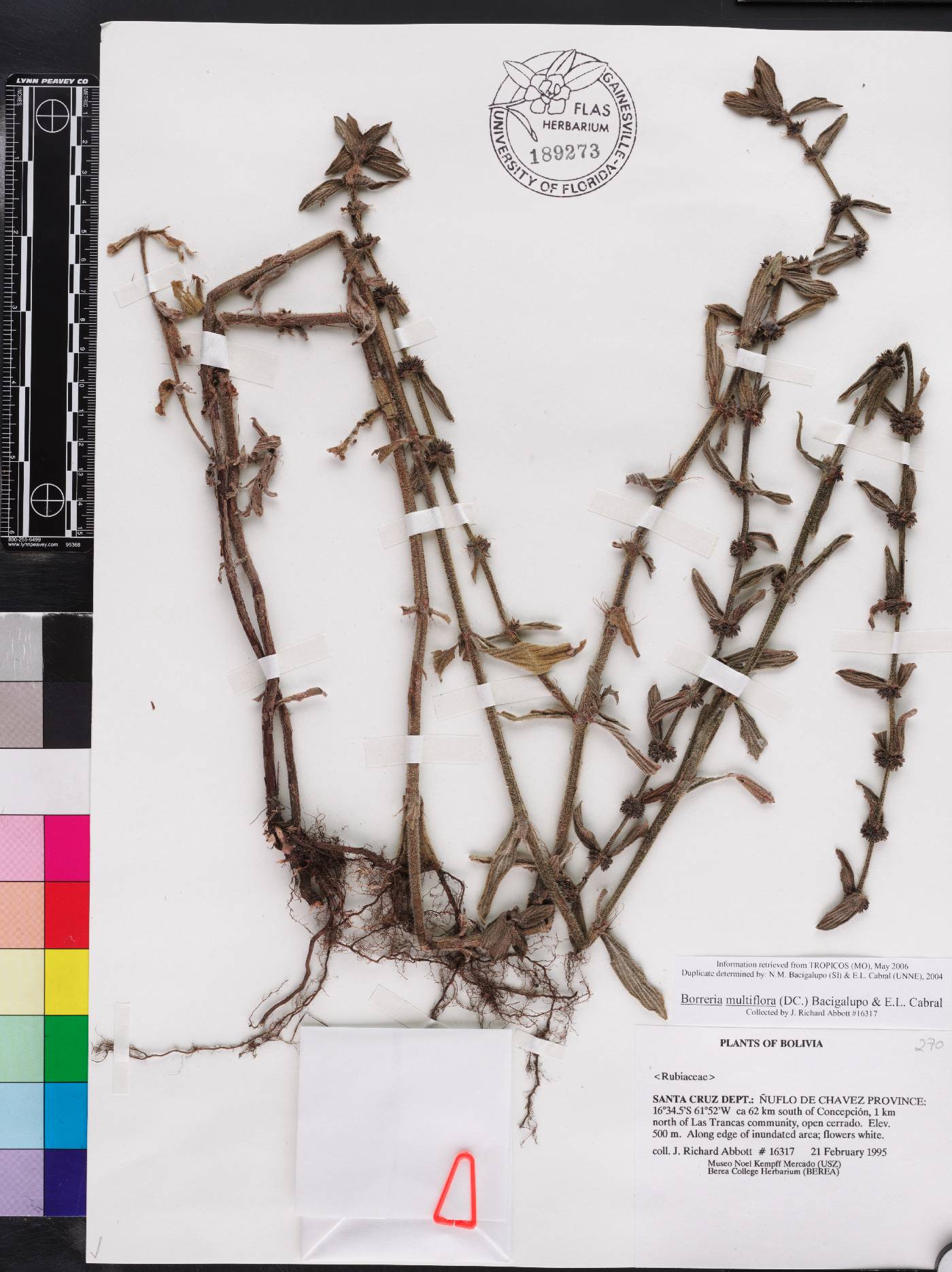 Spermacoce multiflora image