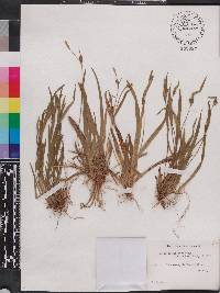 Carex crebriflora image