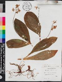 Clintonia borealis image