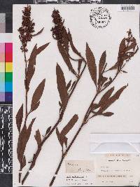 Rumex verticillatus image