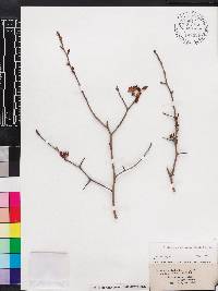 Crataegus aestivalis image