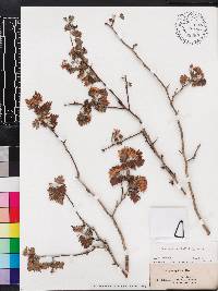 Crataegus marshallii image