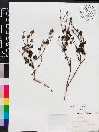 Salvia micrantha image