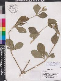 Achyranthes aspera image