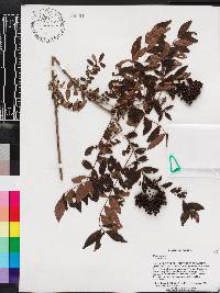 Zanthoxylum rhoifolium image