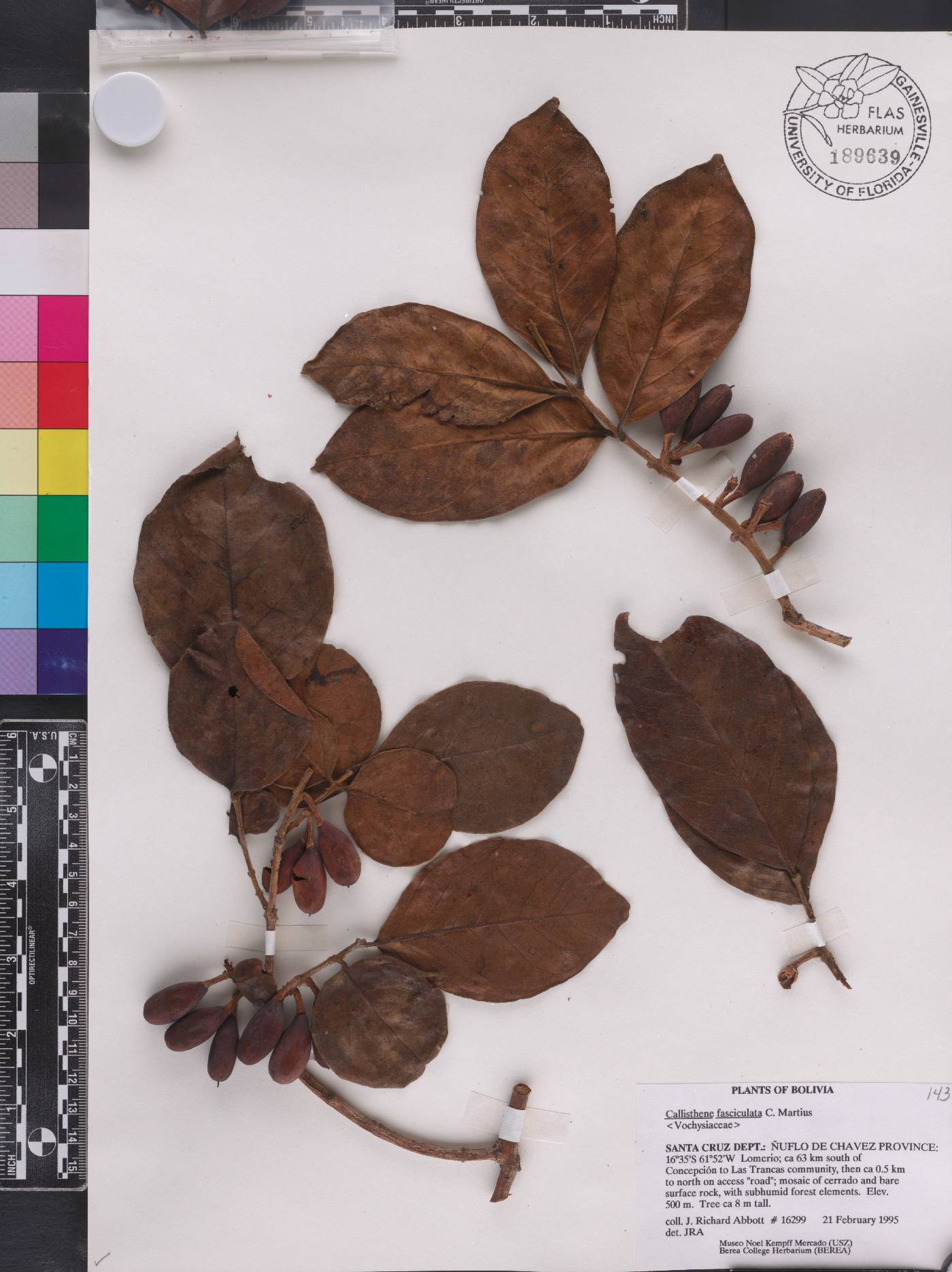 Callisthene image
