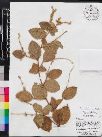 Image of Gouania latifolia