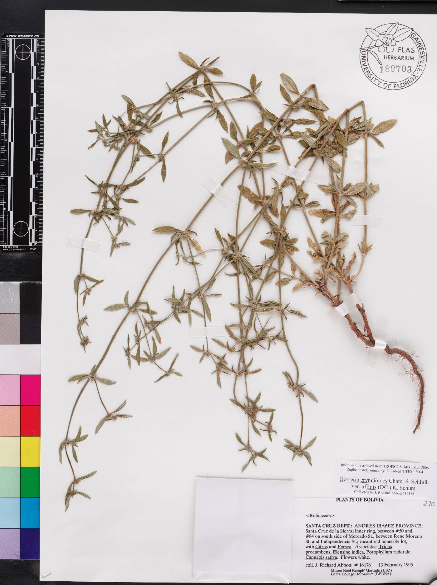 Spermacoce eryngioides image