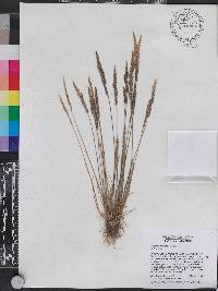 Agrostis tolucensis image