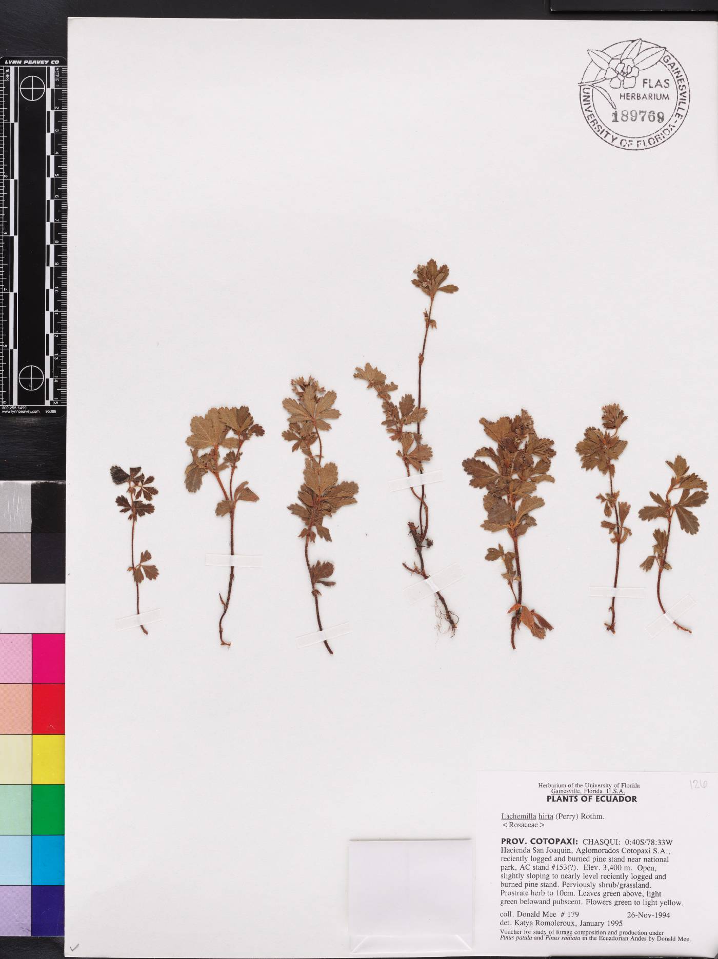 Lachemilla hirta image