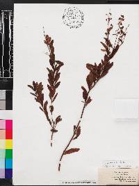 Spiraea alba image