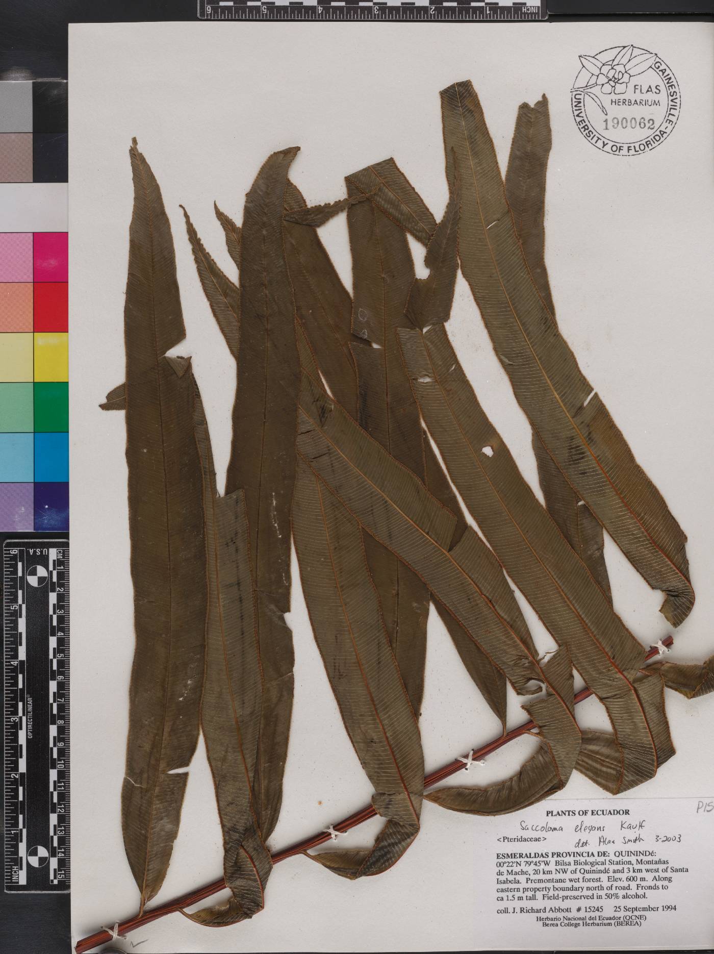 Saccoloma elegans image