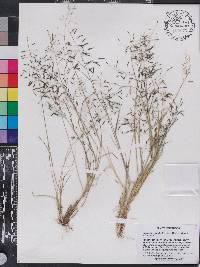 Eragrostis tenuifolia image