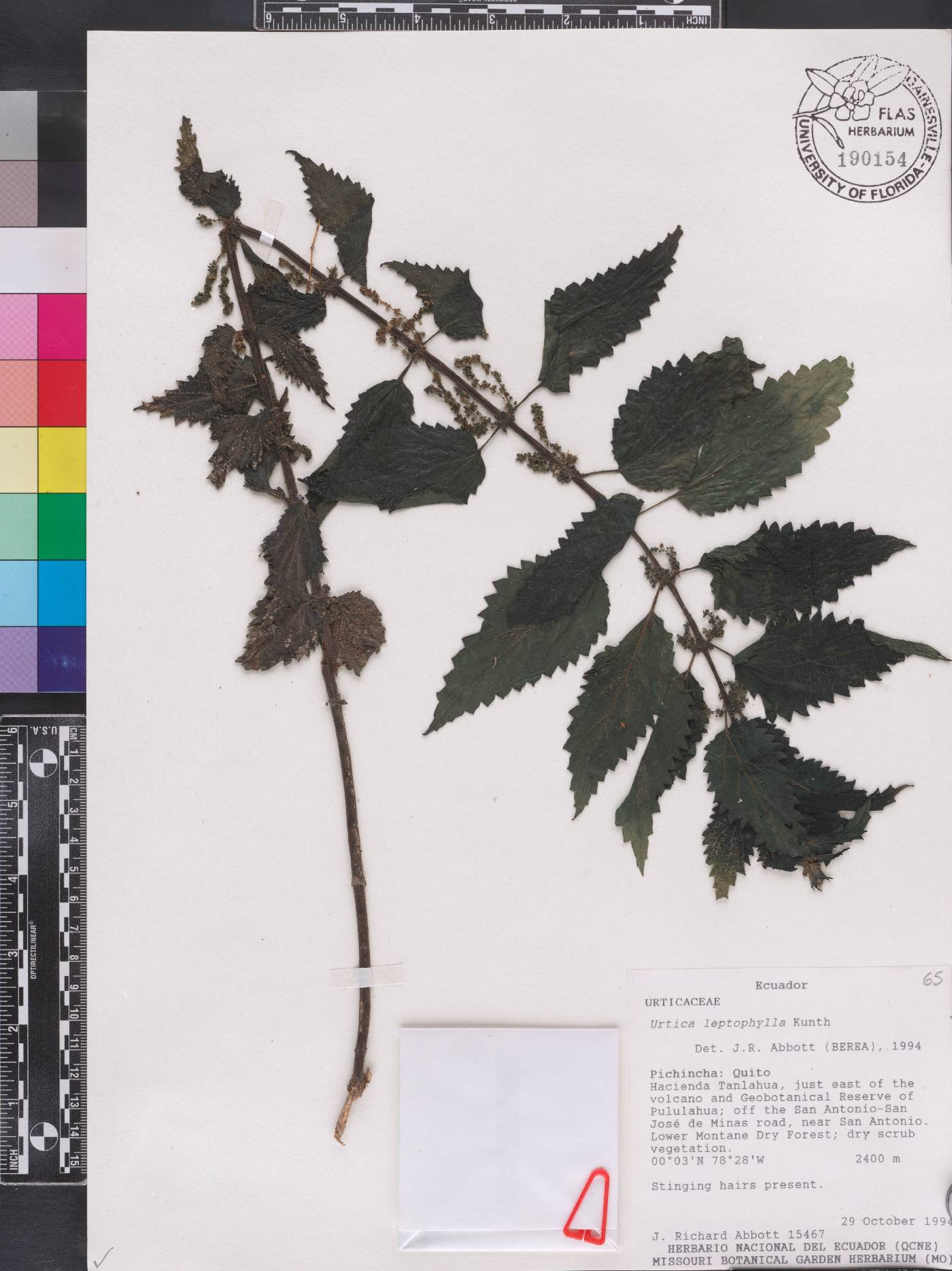 Urtica leptophylla image