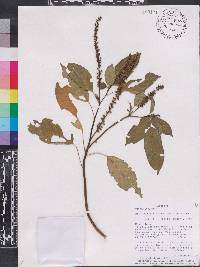 Hilleria latifolia image