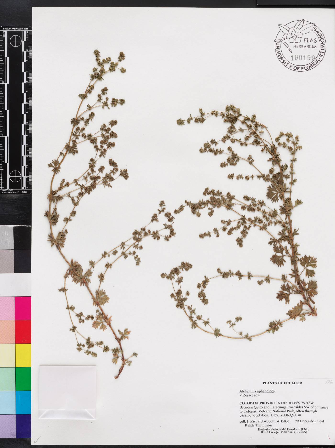 Alchemilla aphanoides image