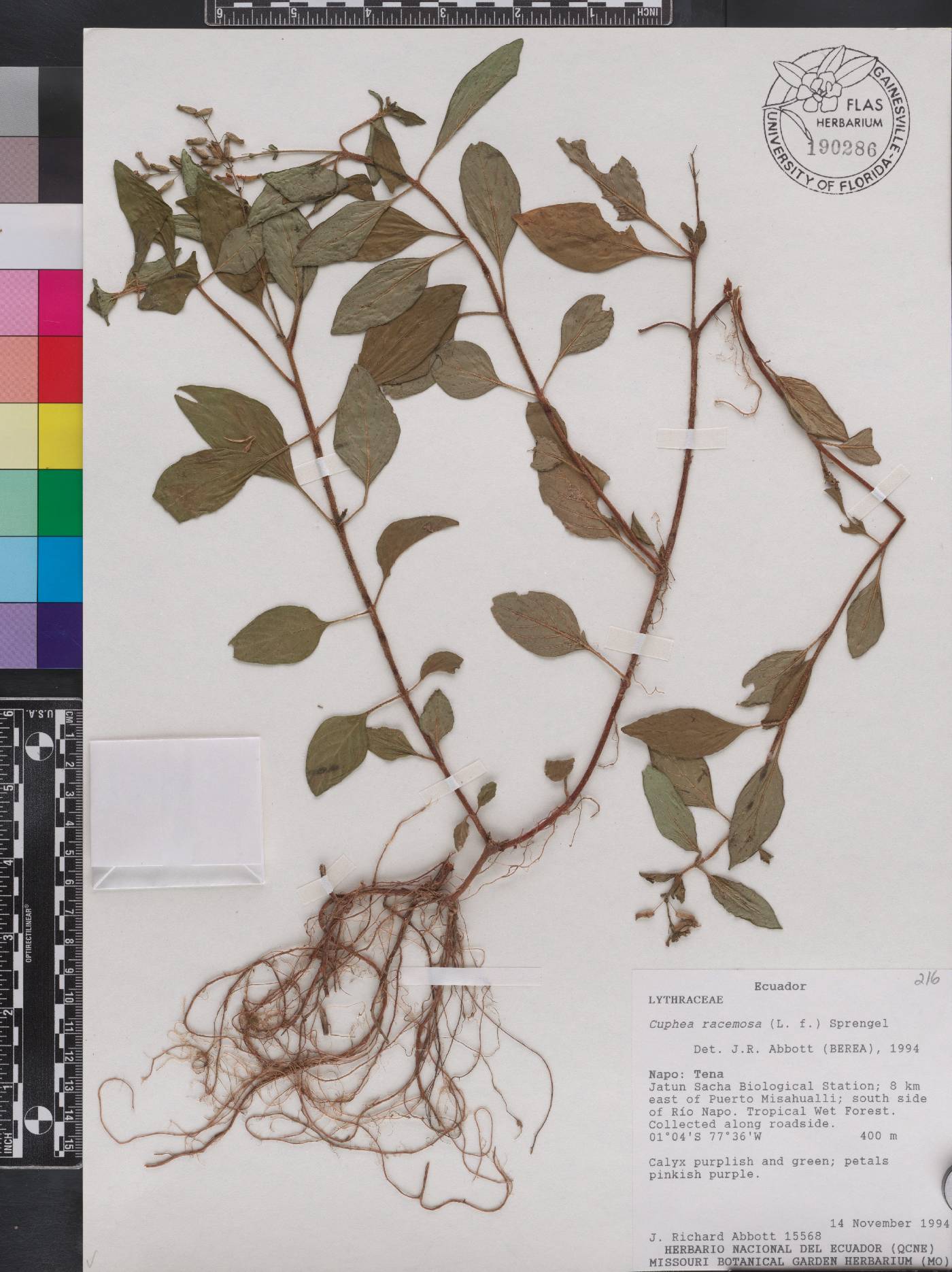 Cuphea racemosa image