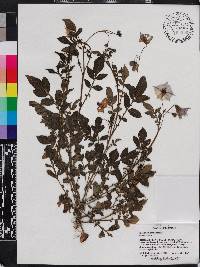 Image of Solanum andreanum