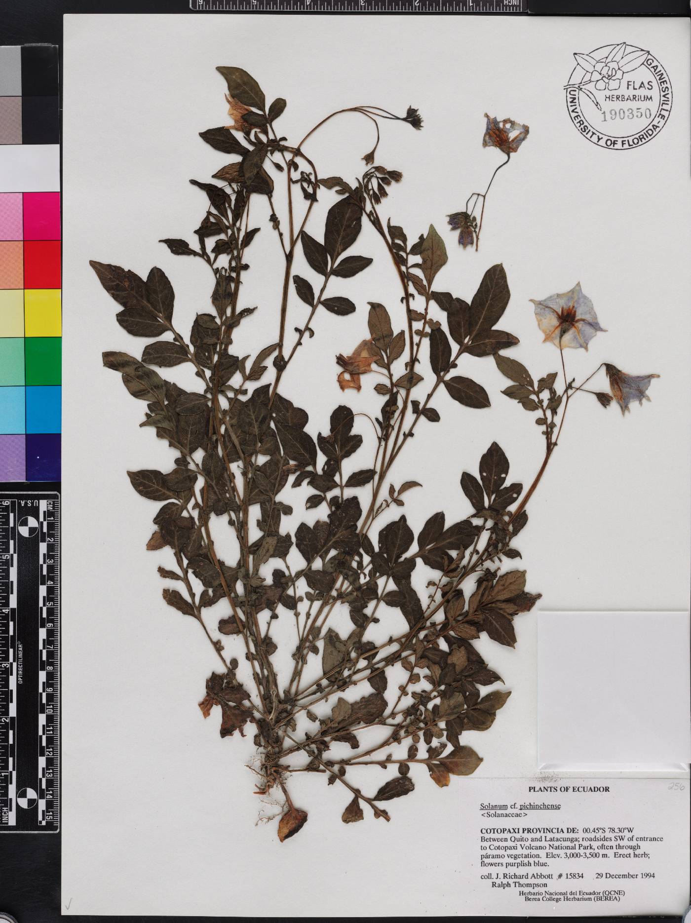 Solanum andreanum image