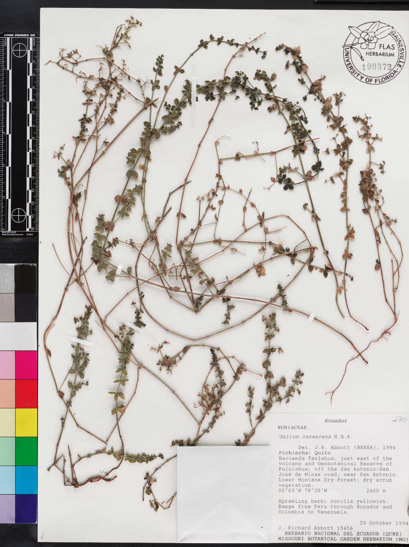 Galium canescens image