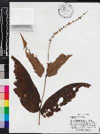 Gonzalagunia sessilifolia image