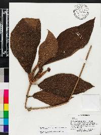 Media resource of Hippotis comosa