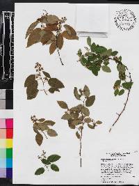 Berchemia scandens image