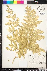 Selaginella willdenowii image