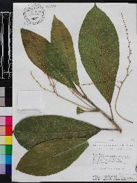 Tetrorchidium macrophyllum image