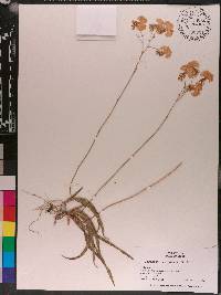 Tolumnia variegata image