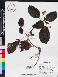 Nomopyle dodsonii image