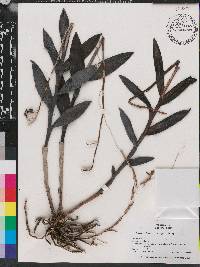 Epidendrum anceps image