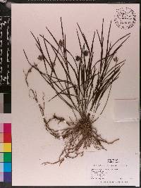 Elleanthus linifolius image