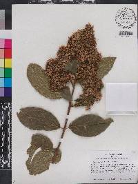 Lagerstroemia limii image