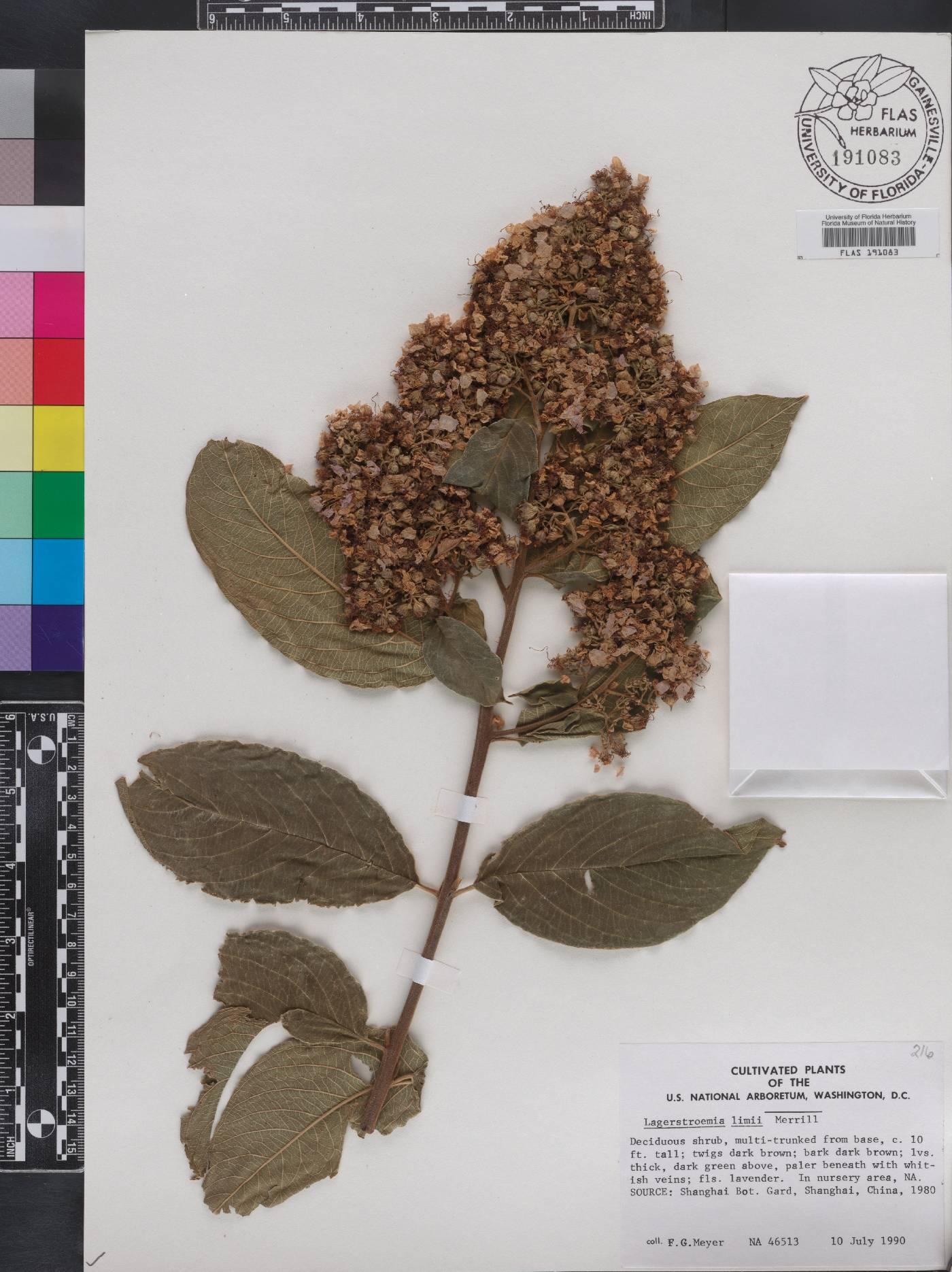 Lagerstroemia limii image