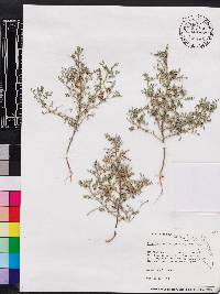 Indigofera colutea image