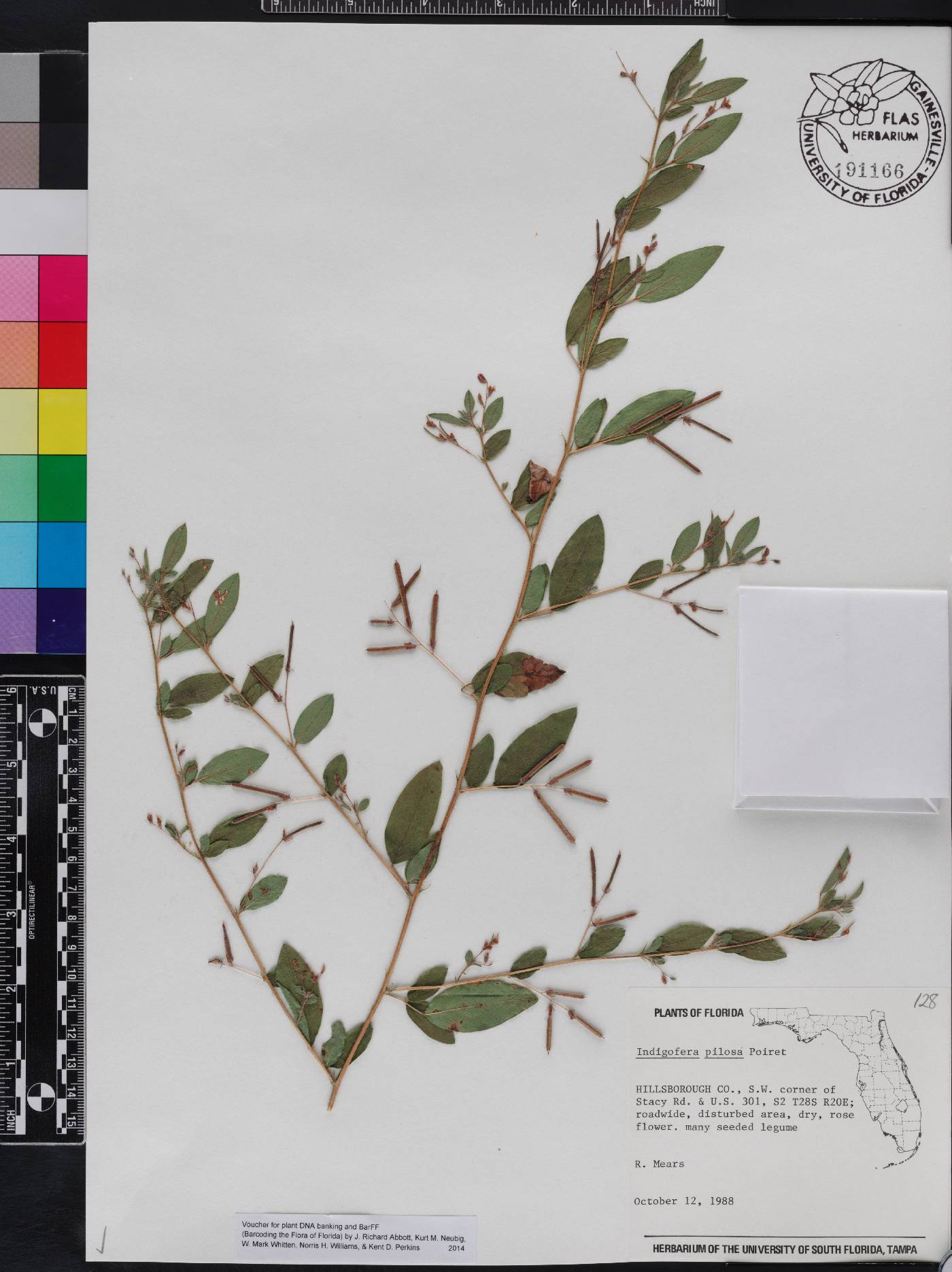 Indigofera pilosa image