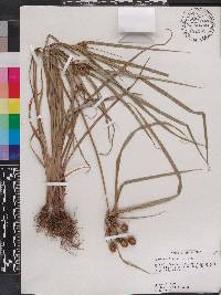 Cyperus echinatus image