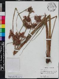 Cyperus pilosus image