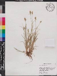 Carex retroflexa image